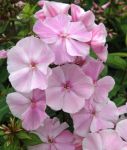 Hoher Phlox Elizabeth Arden zartrosa duftend im Topf