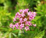 3 Rosenwaldmeister Bodendeckerstaude zu Rosen Pflanze