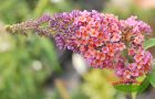 Sommerflieder, Buddleia Flower-Power zweifarbig