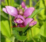 rosa Schlangenkopf Chelone obliqua mehrjhrtige Staude