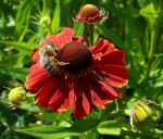 Mdchenauge Helenium rote, reichblhende Beetstaude