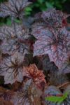 1 Heuchera Palace Purple, Purpurglckchen, dunkles Laub