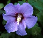 blauer Gartenhibiskus Oiseau Blue 40-60 cm sommerblhen