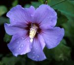 blauer Gartenhibiskus Oiseau Blue sommerblhen