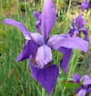 Iris sibirica Cäsars Brother tintenblaue Traumblüten
