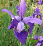 Iris sibirica Csars Brother tintenblaue Traumblten