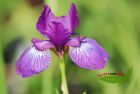 Iris sibirica Red Flare weinrot Wieseniris grazil