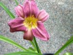 Hemerocallis Prrie Blue Eyes, orchideenrosa Taglilie