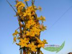 winterjasmin Jasminum nudiflorum gelbe Blten 60-80 cm hoch