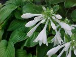 Wunderbar duftende LILIEN - FUNKIE- Hosta