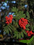 Vogelbeerbaum Eberesche Zauberbaum und Wildobst 120-150