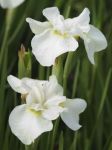 Schwanen Iris in wei, strahlende Neuheit am Teichrand