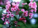 rosablhende Weigela, Zierstrauch, 2 mal blhend