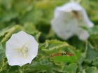 Karpatenglockenblume weiß Steingartenpflanze