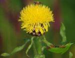 1 Goldkornblume, Centaurea macrocephala