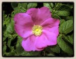 duftende Apfelrose mit groen Hagebutten Rosa rugosa