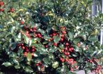 immergrne Stechpalme Ilex Alaska