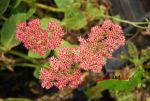 lachsrosa Fetthenne Herbstfreude, robust,  lange schn