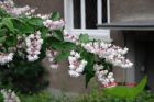 Kalmiendeutzie Deutza kalmiiflora rosa Zierstrauch60-80