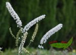 hohe Silberkerze, Cimicifuga, weie Kerzenblten
