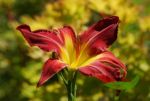 Hemerocallis  Red Suspender Spiderform, rote Taglilie Topf 18 cm Durchmesser