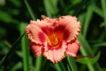 Hemerocallis  Strawberry Candy, rosa Taglilie mit Auge 18 cm Durchmesser