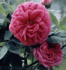 historische Strauchrose, Duc de Cambridge starkwüchsige Rose mit