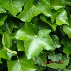 Kletterpflanze Efeu, immergrüner Klassiker für schattige Stellen
