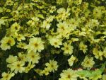 Coreopsis Full Moon, zartgelbes Mdchenauge groblumig, Grostau