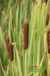 Sumpfpflanze Rohrkolben, Typha angustifolia, braune Zigarren im