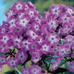 Hohe Flammenblume Uspech, duftender, mehrjhriger Phlox, violett