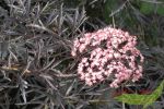 rotblttrig geschlitzter Duft Holunder Sambucus Black Lace rosa