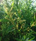 Bienenweide immerblühende Mandelweide Salix tr. semperflorens