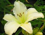 Hemerocallis Gentle Shepherd, rahmweie Taglilie Topf 18 cm Durchmesser