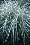 Chinaschilf m. feinen Streifen, Miscanthus Morning Light hochwc