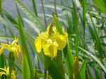 gelbe Sumpfiris, graziele Schnheit am Wasserrand, wasserreinige