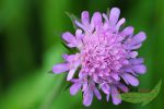 Taubenscabiose, Schmetterlingsblume in lavendelrosa, mehrjhrige